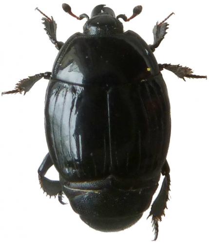 Margarinotus ignobilis
